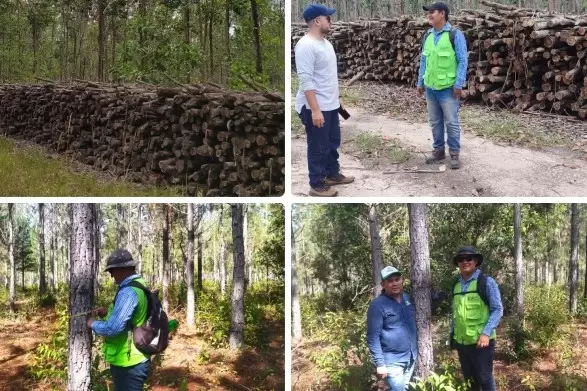 ICA monitorea más de 2.000 hectáreas de plantaciones forestales comerciales en Puerto Carreño y La Primavera