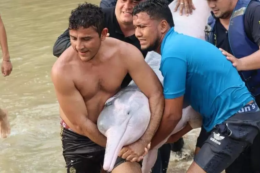 Esfuerzo conjunto permite liberación exitosa de delfín rosado en la región de Bayonero.