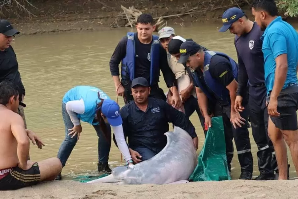 Equipo de expertos logra exitoso rescate y traslado de delfín rosado en peligro en el río Arauca.