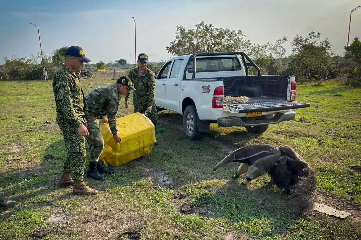 Autoridades ambientales liberan a más de 100 animales recuperados en varios operativos.