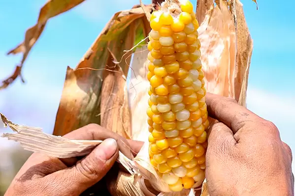 Meta trabaja en la conformación de la cadena del maíz y la soya