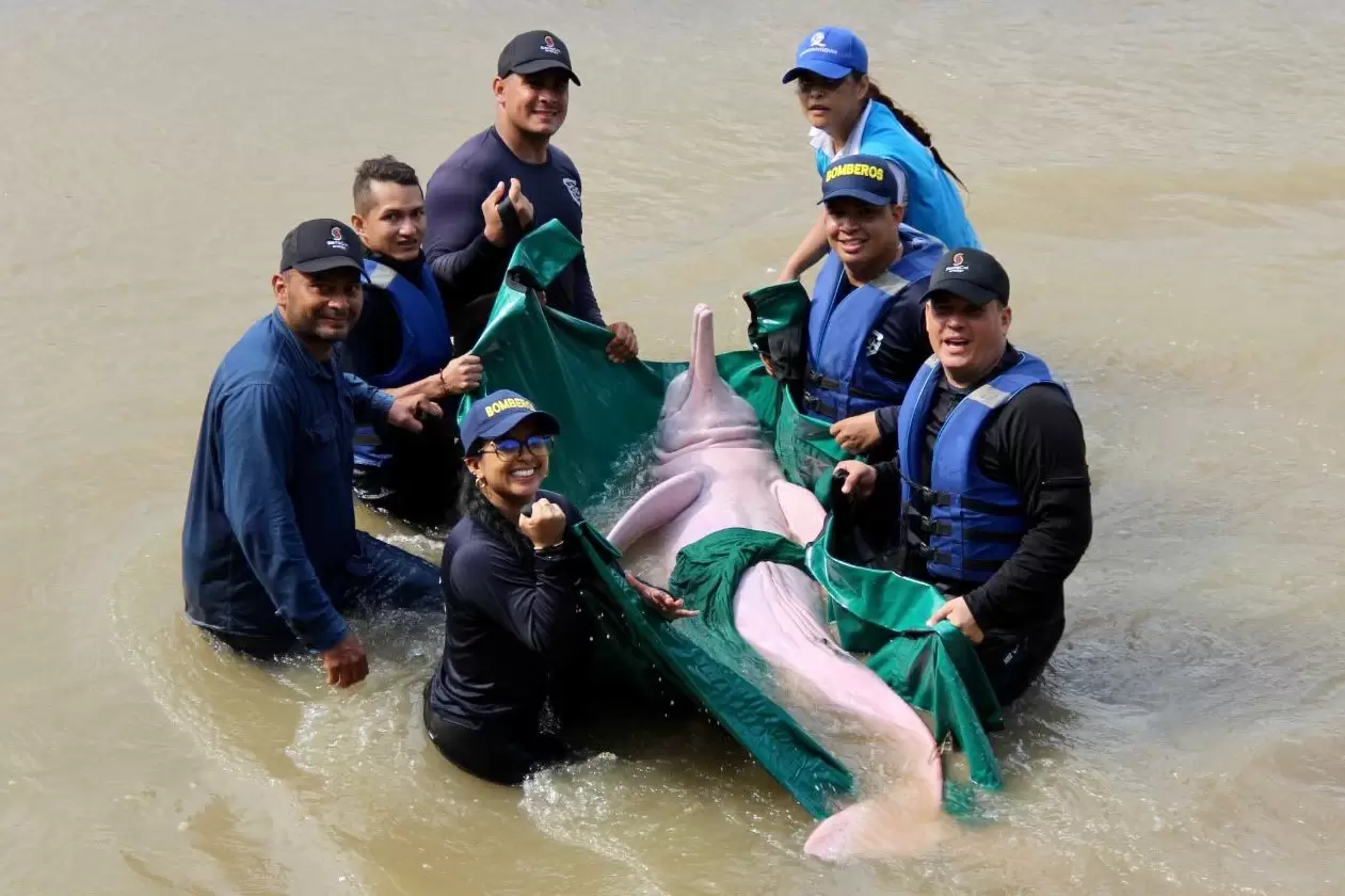 Rescate exitoso de un delfín rosado en peligro de extinción en Arauquita, Colombia.