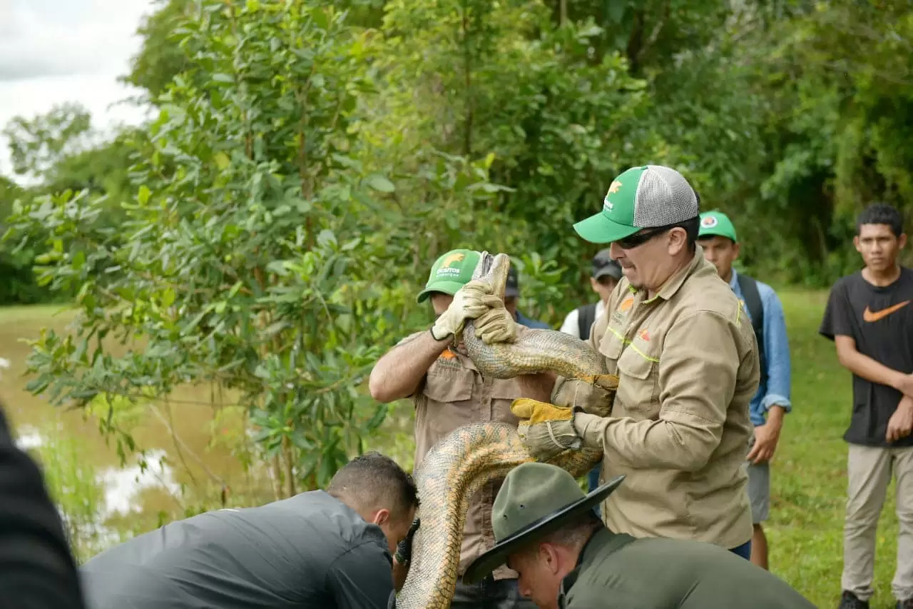Anaconda herida demuestra su fuerza y regresa a la selva en estado de gestación.