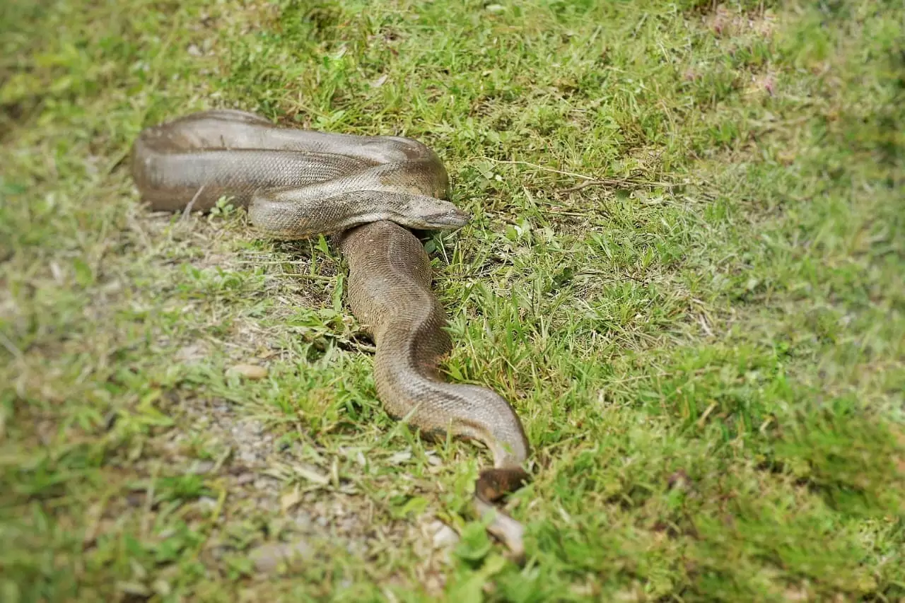Anaconda agredida con machete vuelve a la naturaleza y despierta conciencia sobre la protección de la fauna silvestre