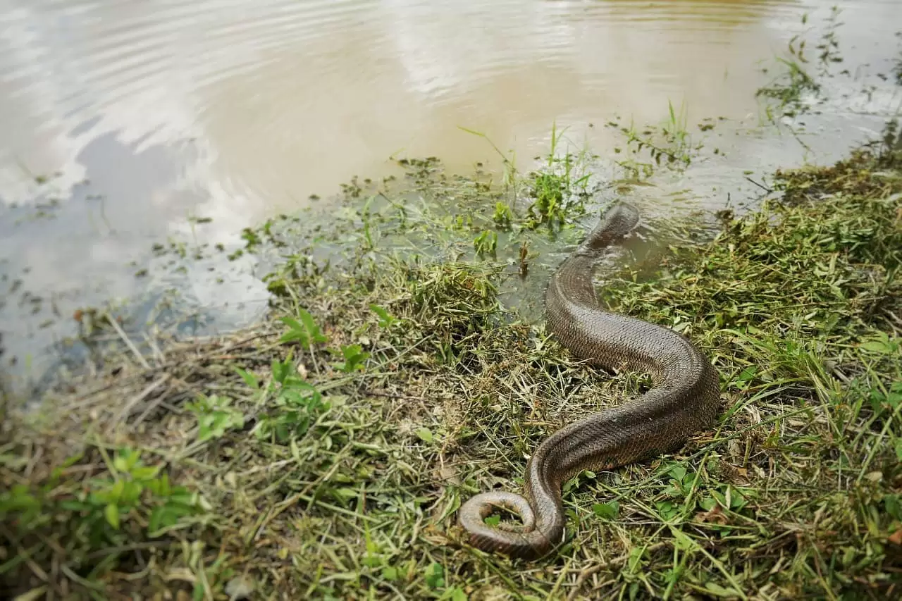 Anaconda atacada con machete regresa triunfante a su hogar natural tras una valiente recuperación