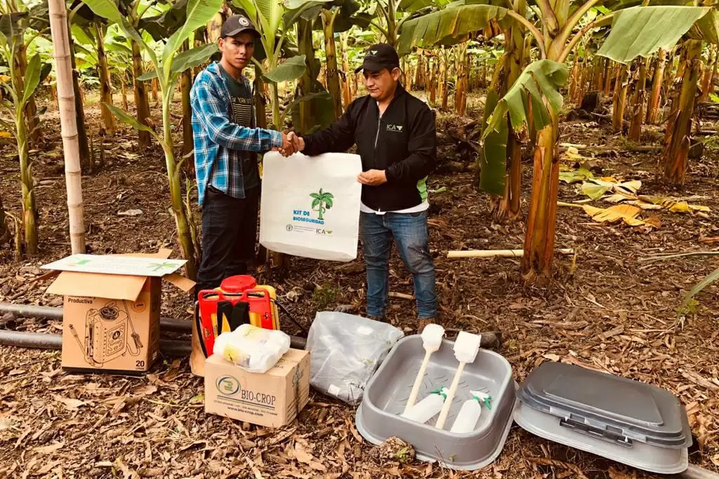 Campaña contra la amenaza del Fusarium oxysporum f.sp cubense Raza 4 Tropical (FOC R4T).