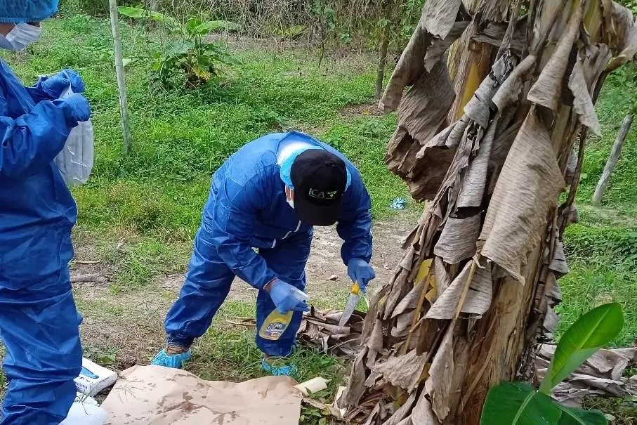 El ICA realiza acciones de vigilancia en cultivos de plátano y banano en Arauca