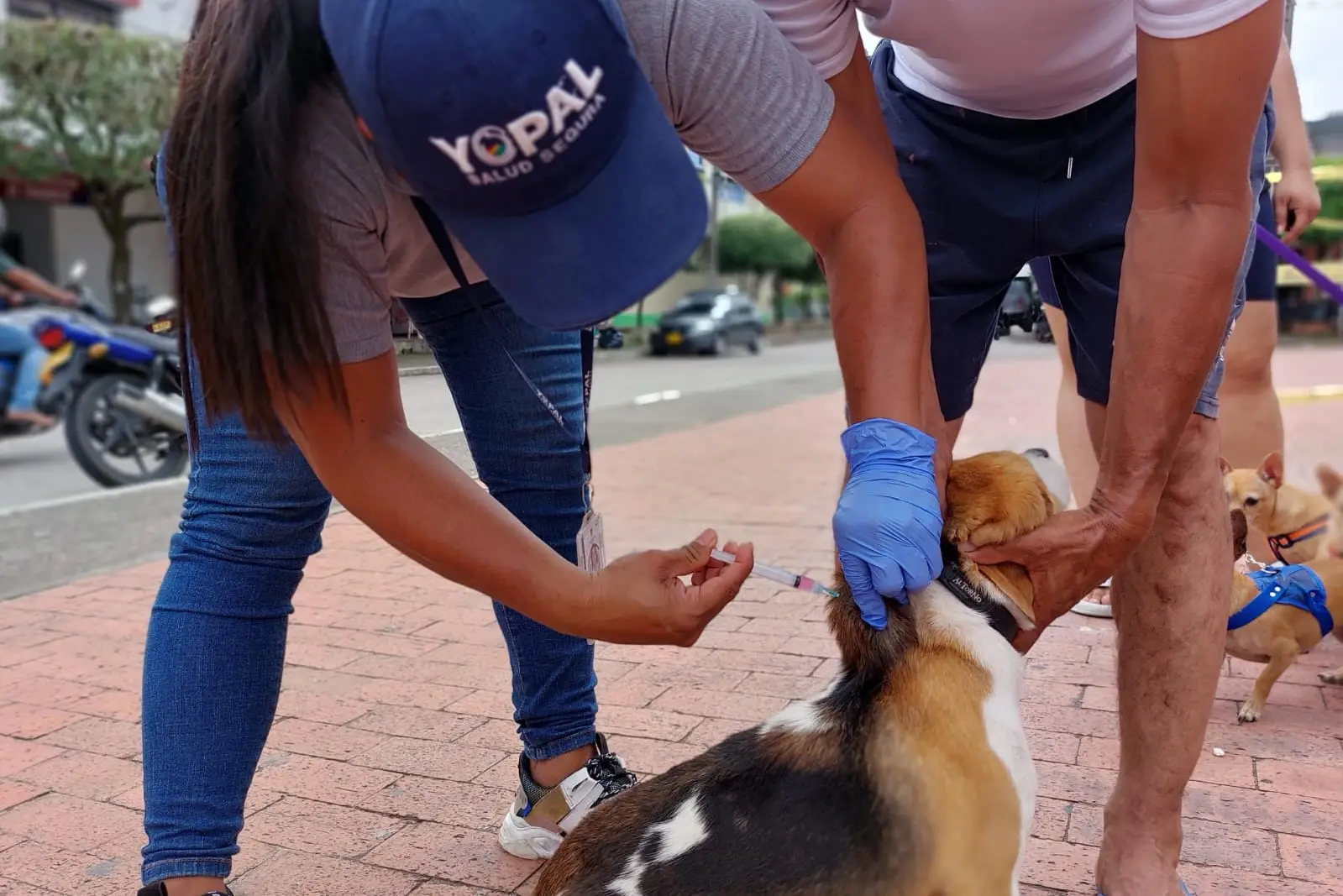 Más de 19 mil mascotas vacunadas contra la rabia en Yopal durante 2023