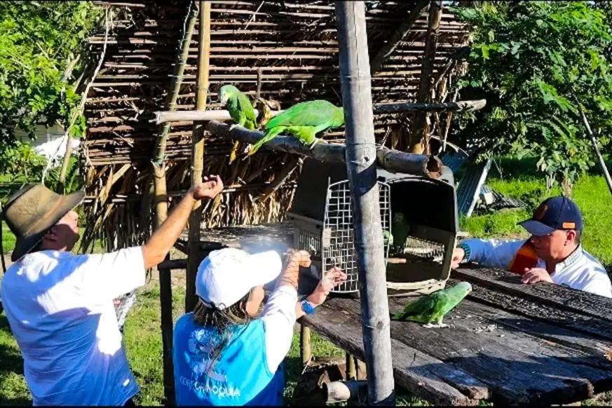 Operación Arca de Noé: Corporinoquia  y Carder rescatan a 445 animales de la fauna silvestre colombiana