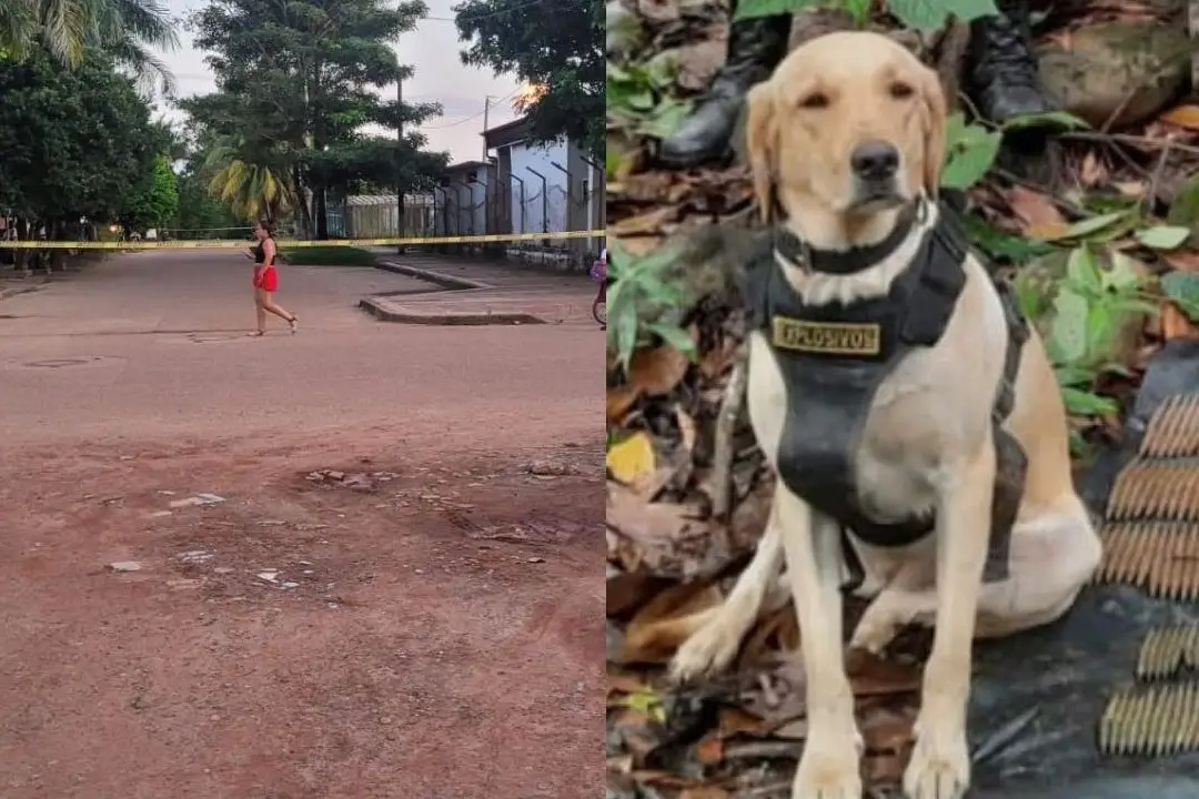 Heroico canino antiexplosivos sacrifica su vida para prevenir tragedia en Puerto Rico, Meta