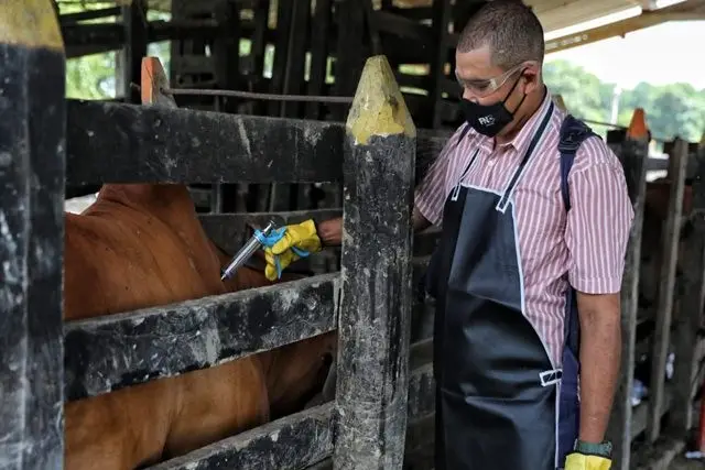  Arauca se prepara para un ciclo adicional de vacunación contra la fiebre aftosa