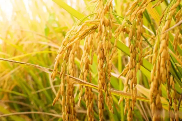 Intenso verano redujo un 60% la producción de arroz en el Meta.