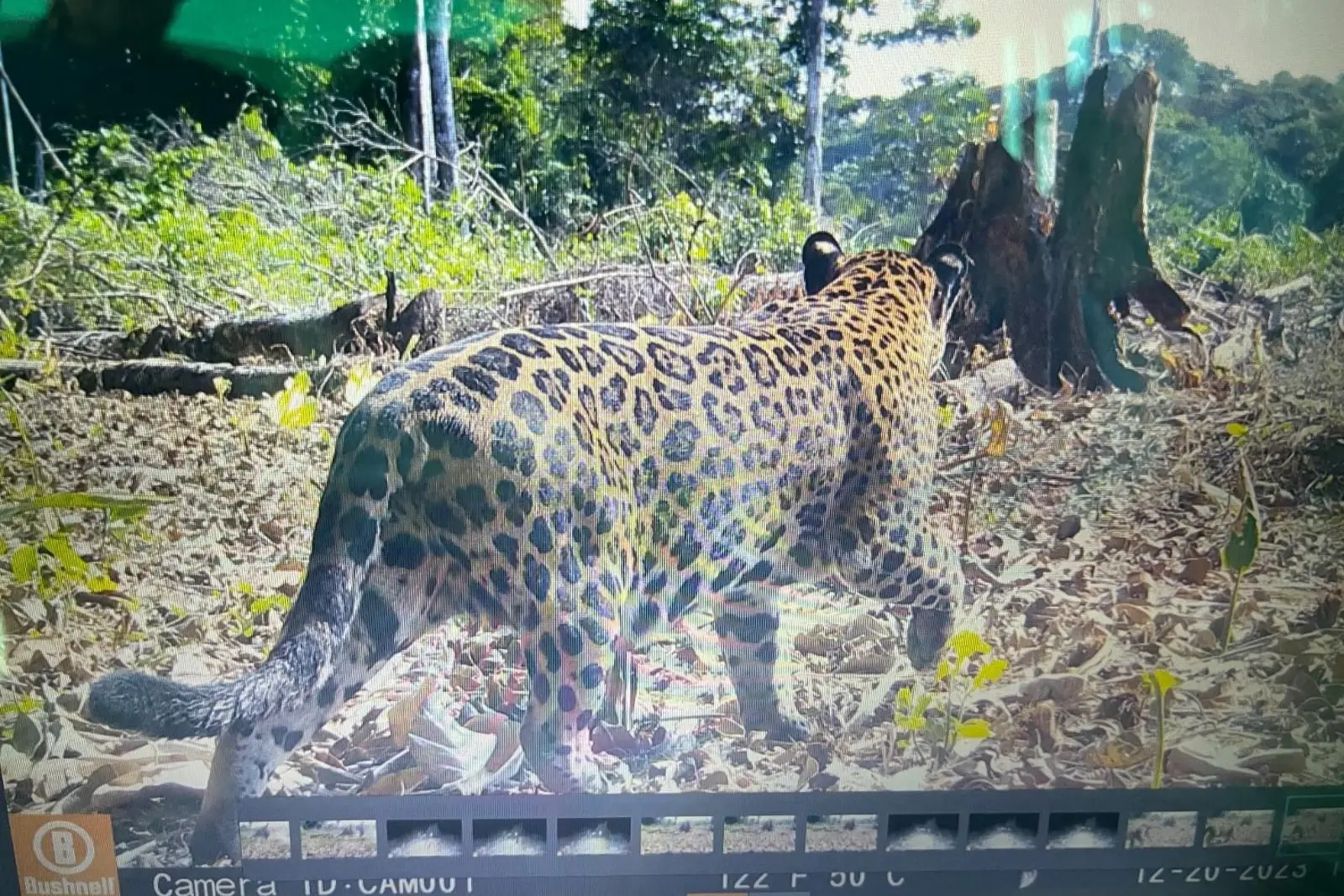 Desplegado cámaras ocultas para seguir de cerca la ruta del majestuoso jaguar.