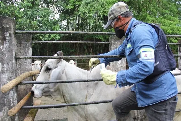 ICA suspende ciclo adicional de vacunación contra fiebre aftosa en Arauca y otras zonas fronterizas tras confirmar altos niveles de inmunidad