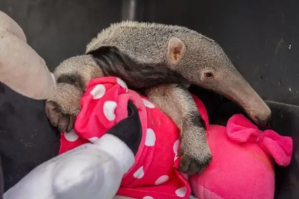 Rescatan a oso palmero huérfano en zona urbana de San Juan de Arama