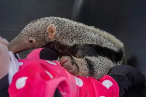 El rescate de este oso palmero se suma a los 1.284 animales silvestres recuperados por Cormacarena en lo que va de 2025-