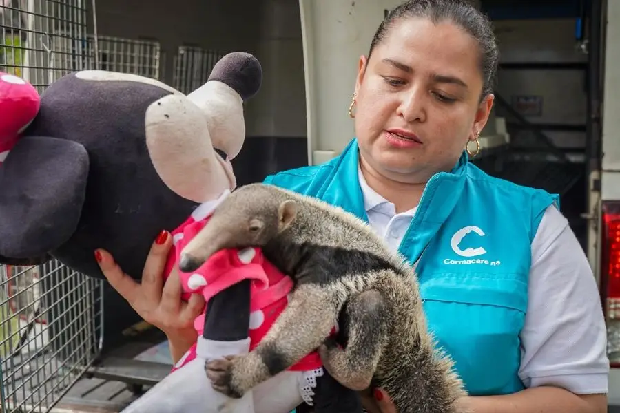 El oso palmero, o Myrmecophaga tridactyla, es una de las diez especies clasificadas como amenazadas en Colombia.