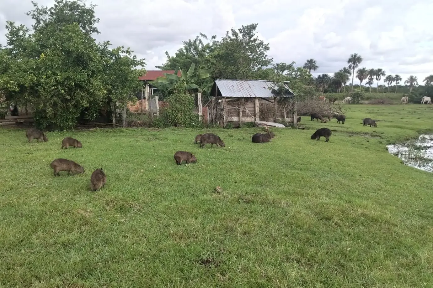 Alerta sanitaria en Paz de Ariporo por muerte de chigüiros.