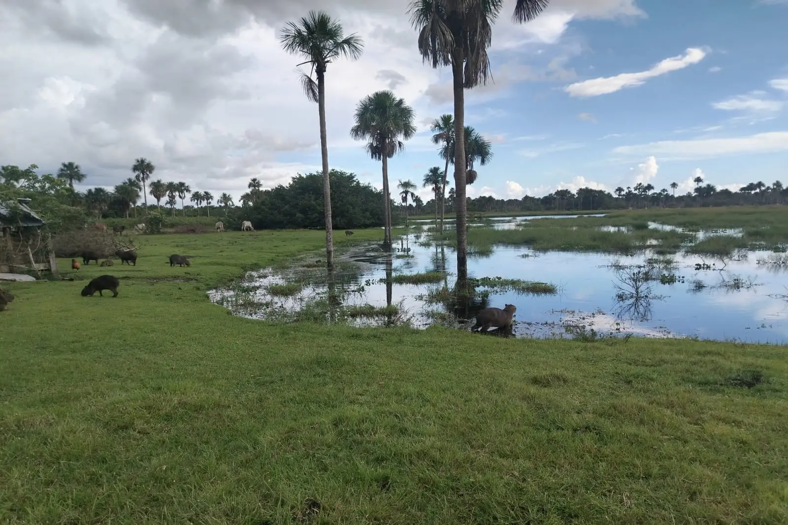 La muerte de chigüiros ocurre en la vereda Morichales de Paz de Ariporo, Casanare.