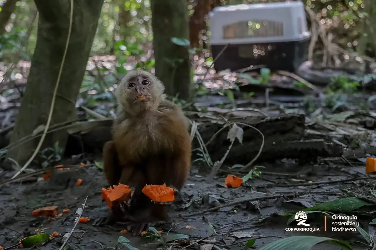 Monos cariblancos regresaron a los bosques del Vichada tras meses de rehabilitación.