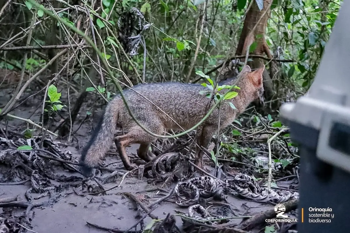 Un zorro silvestre recuperó la libertad en un ecosistema de galería y sabanas inundables.