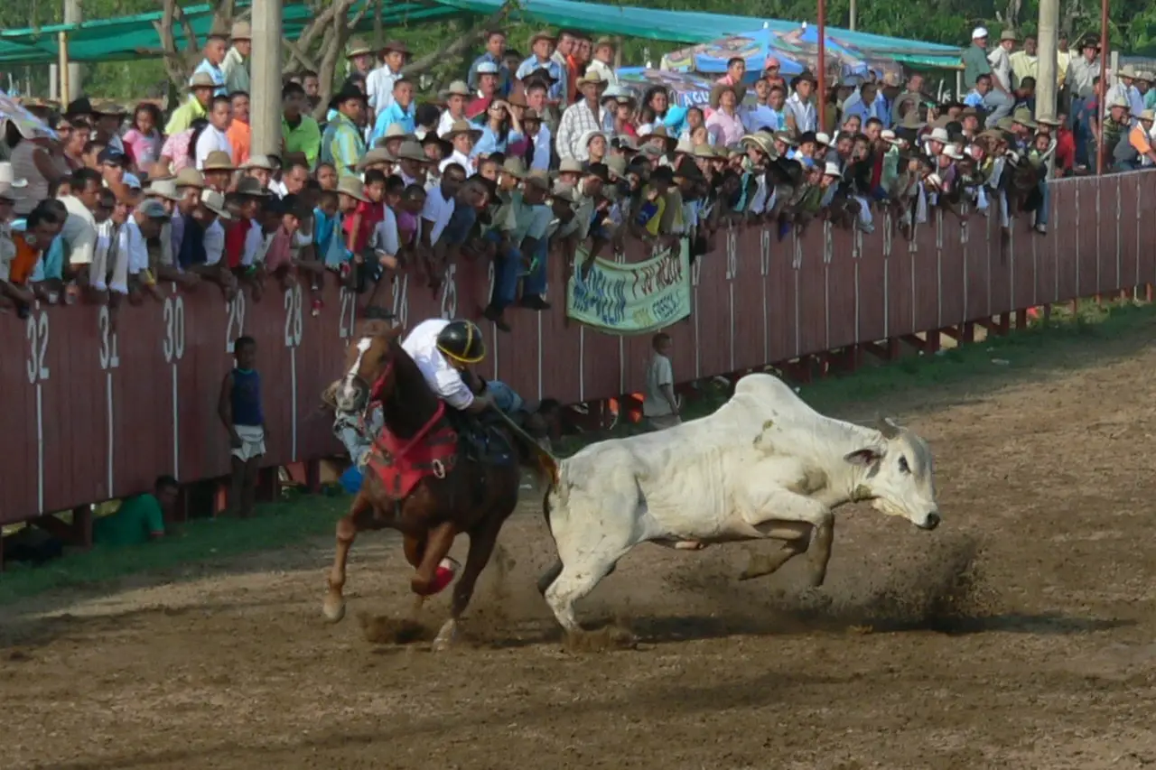 El coleo, declarado parte de la cultura llanera, deberá extinguirse en un plazo de tres años, según el fallo que busca una “transformación cultural” basada en el respeto a los seres sintientes.
