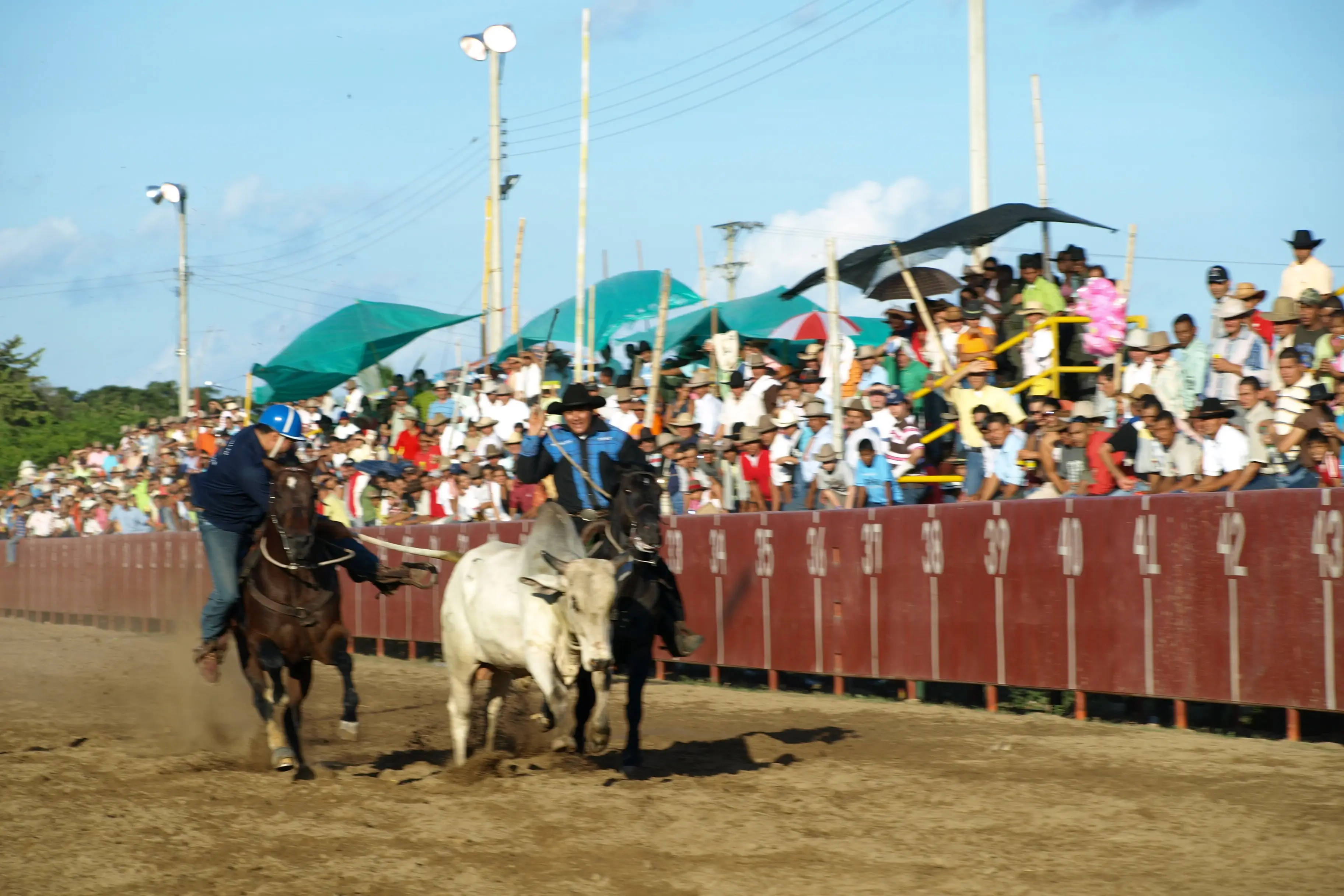 La Corte Constitucional dejó en firme la Ley 2385 de 2024, que ordena la prohibición del coleo, las corridas de toros, corralejas, peleas de gallos y coleo a partir del año 2027.