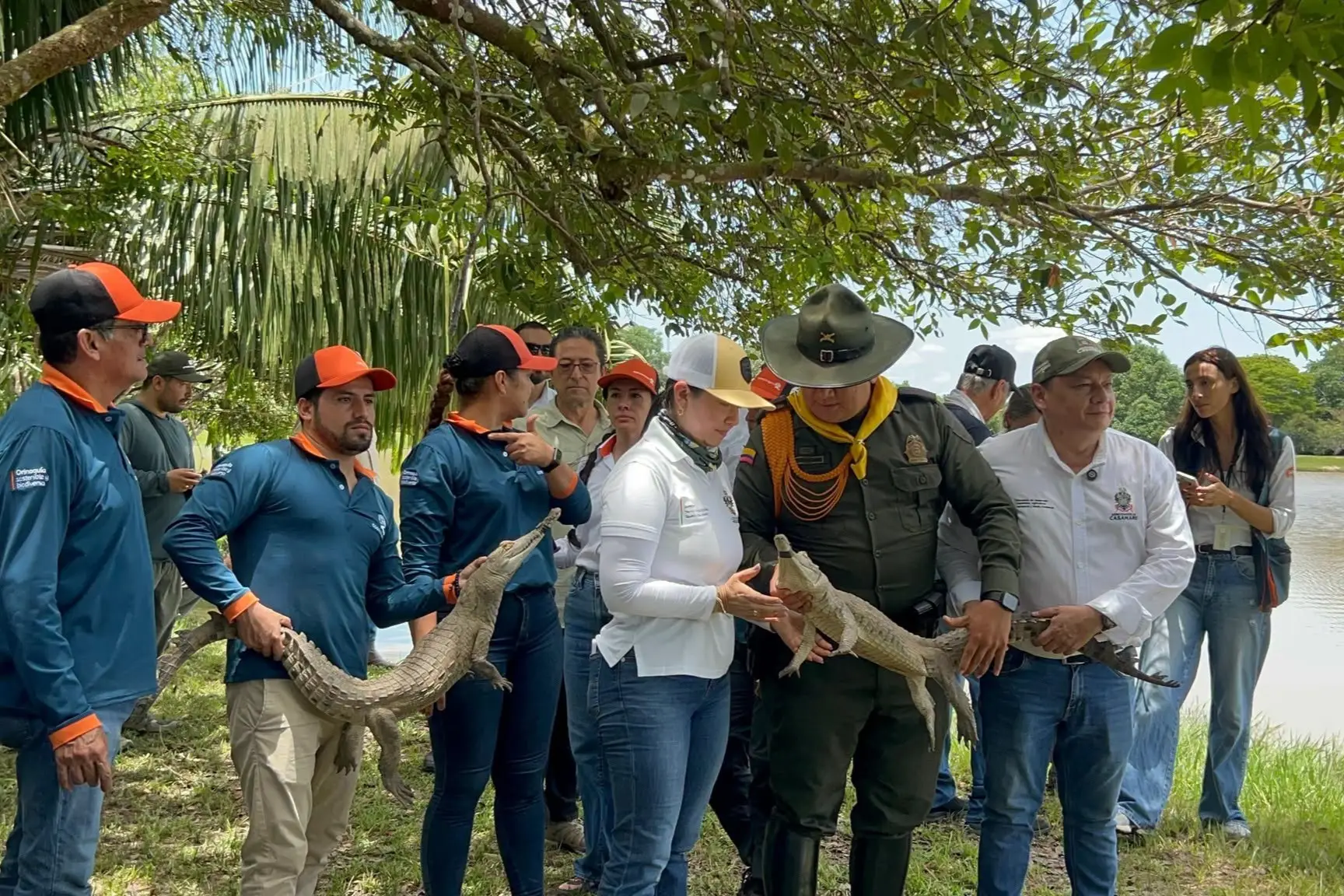 Los ejemplares liberados hacen parte de un programa de reproducción ex situ que busca aumentar las poblaciones silvestres y recuperar su presencia en los ecosistemas de la Orinoquia.
