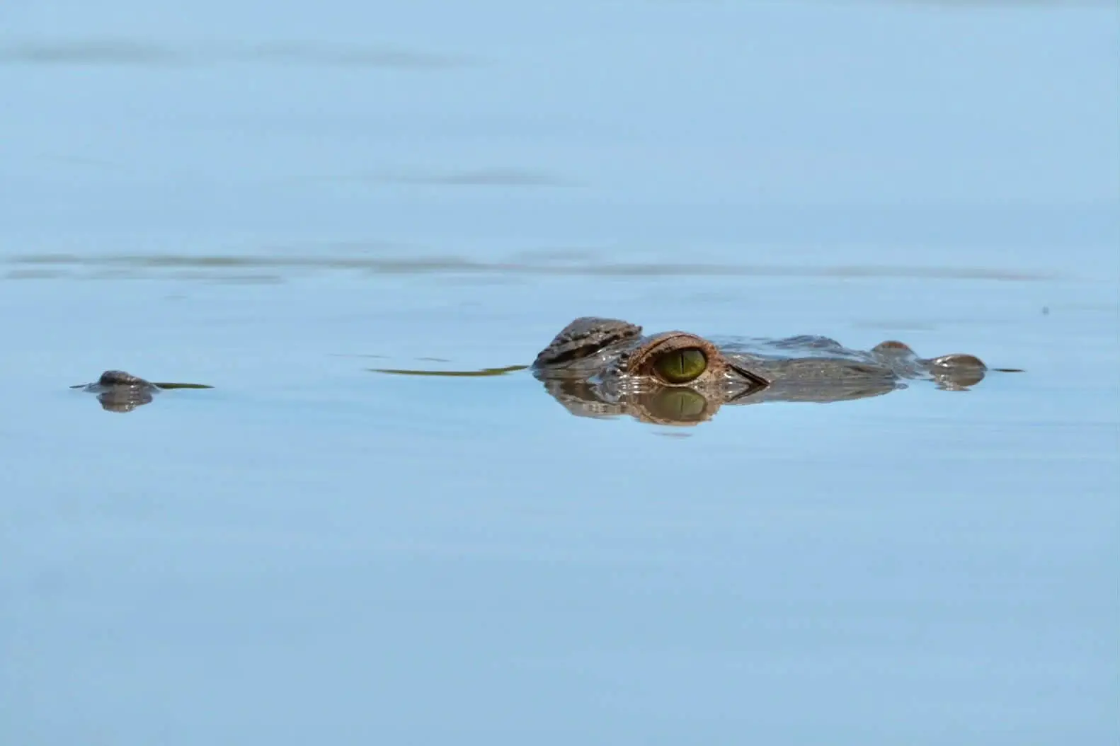 La liberación en la Reserva Natural Corocito busca que el cocodrilo del Orinoco vuelva a ocupar sectores de la Orinoquia.