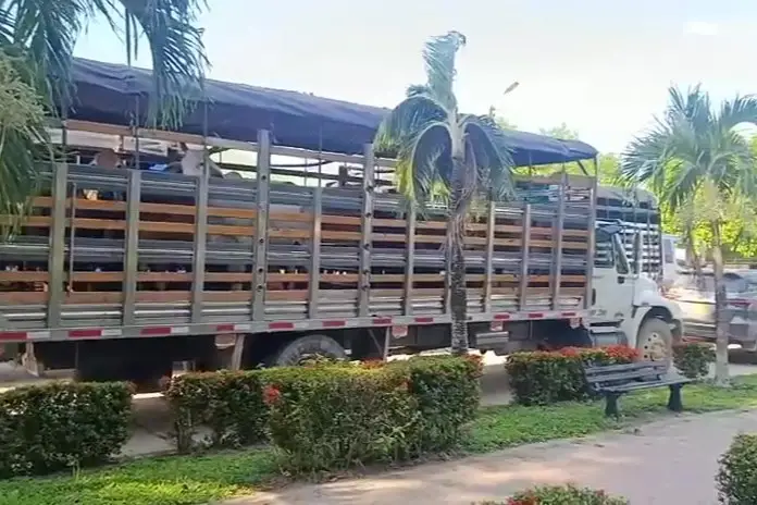 Recuperan más de 200 bovinos y capturan a 15 personas en Puerto Rondón, Arauca