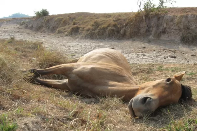 <p>No solo el ganado vacuno est&aacute; afectado por la sequia, el equino tambi&eacute;n sufre por el fen&oacute;meno del ni&ntilde;o presente en la llanura. Foto: Pedro Vega.</p>