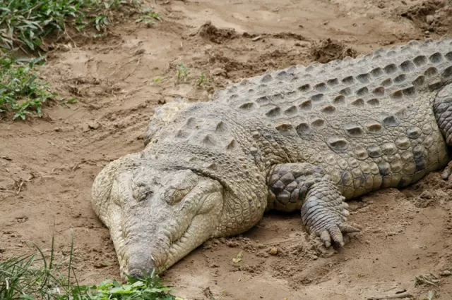 El caimán llanero es una de las especies en vías de extinción el llano.
