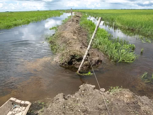 <p><em>El dique construido por los arroceros permite que el agua fluya de un sector al otro.</em></p>