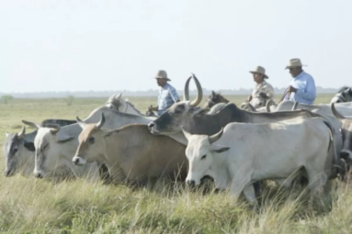 El documental A Villavicencio o al cielo sobre el traslado de ganado desde Arauca a Villavicencio será proyectado en seis municipio del Meta.