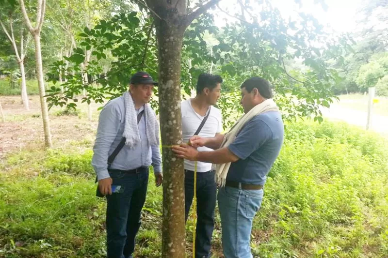 Visita a los cultivos de caucho en Monterrey Casanare, para conocer la experiencia y ver la viabilidad de implementarlo en el municipio de Aguazul, Casanare.