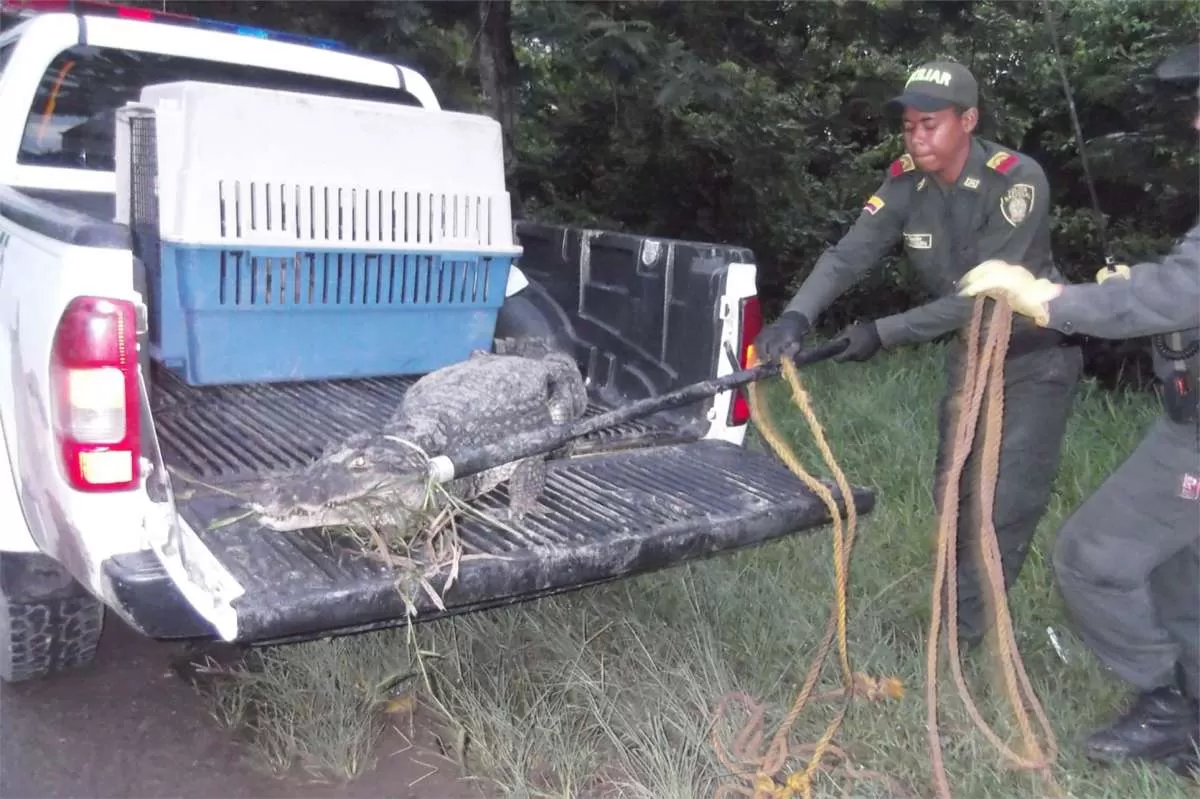 Una babilla de dos metros fue sacada por la Policía Nacional de un vivienda del barrio Villa San Juan de Arauca.