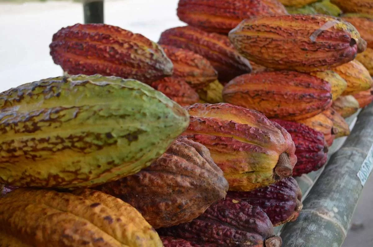 5 Pproyectos productivos por más de 24 mil millones de pesos presentó Arauca a Pacto Agrario