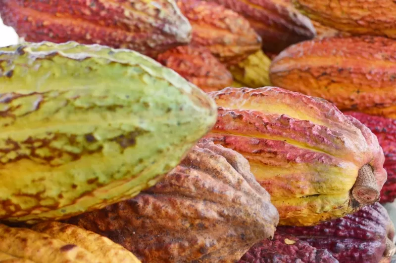Tres muestras de cacao del departamento de Arauca participarán en el en el salón de Chocolate en Paris este 25 de octubre.