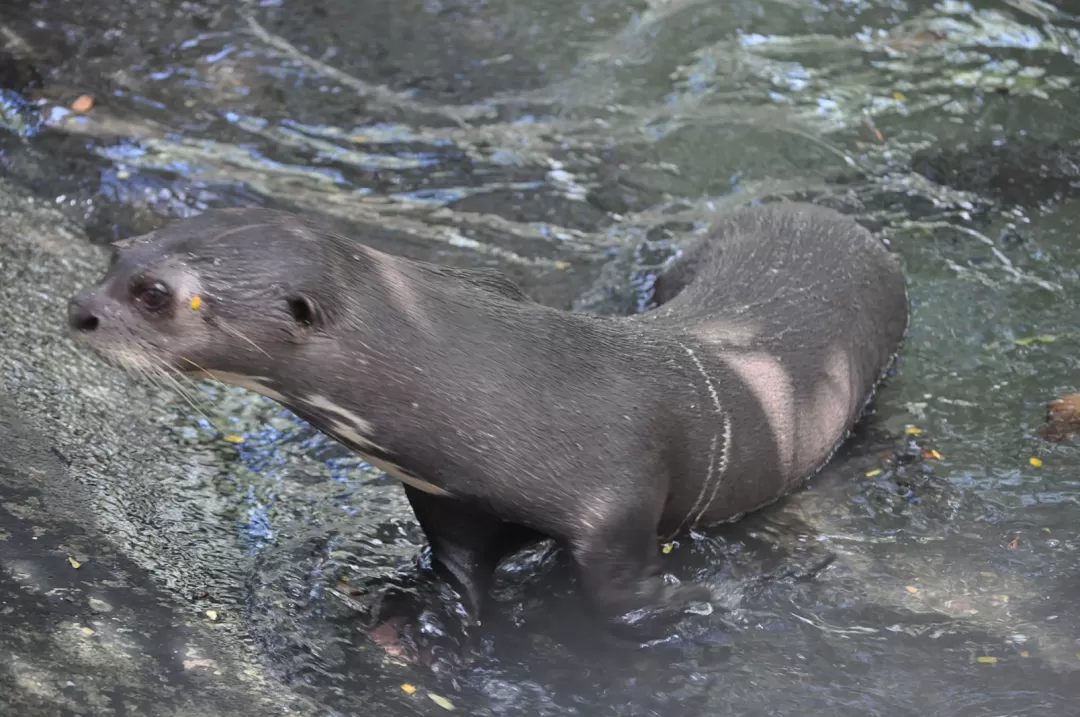 Este viernes en Arauca realizan el primer festival de la nutria gigante.