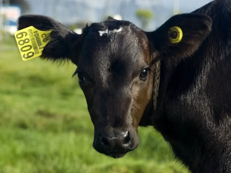 Las orejaras tipo paleta tiene impreso el código de identificación único y otra  un botón que tiene un chip que permite guardar información sobre el bovino, el cual es leído por un sistema de radio frecuencia.