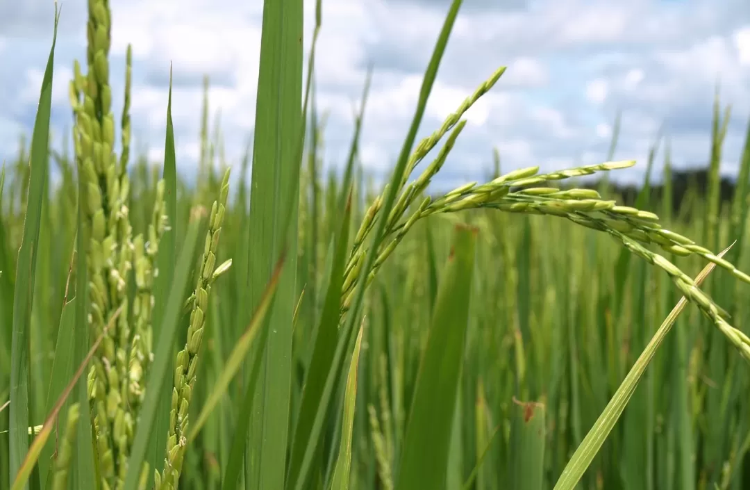 Inician proceso para construir la planta de secado, almacenamiento y trilla de arroz para el departamento de Casanare.
