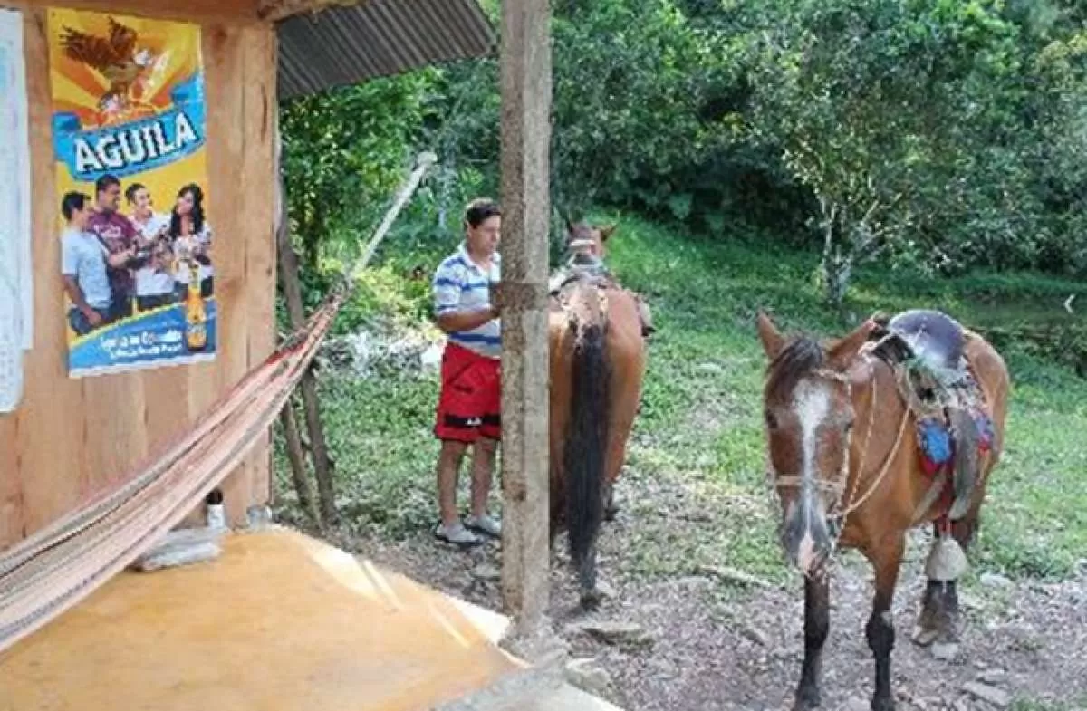 Más de 200 equinos de vehículos de tracción animal incluidos en el proceso de sustitución, transportarán a estudiantes de zonas apartadas de Villavicencio.