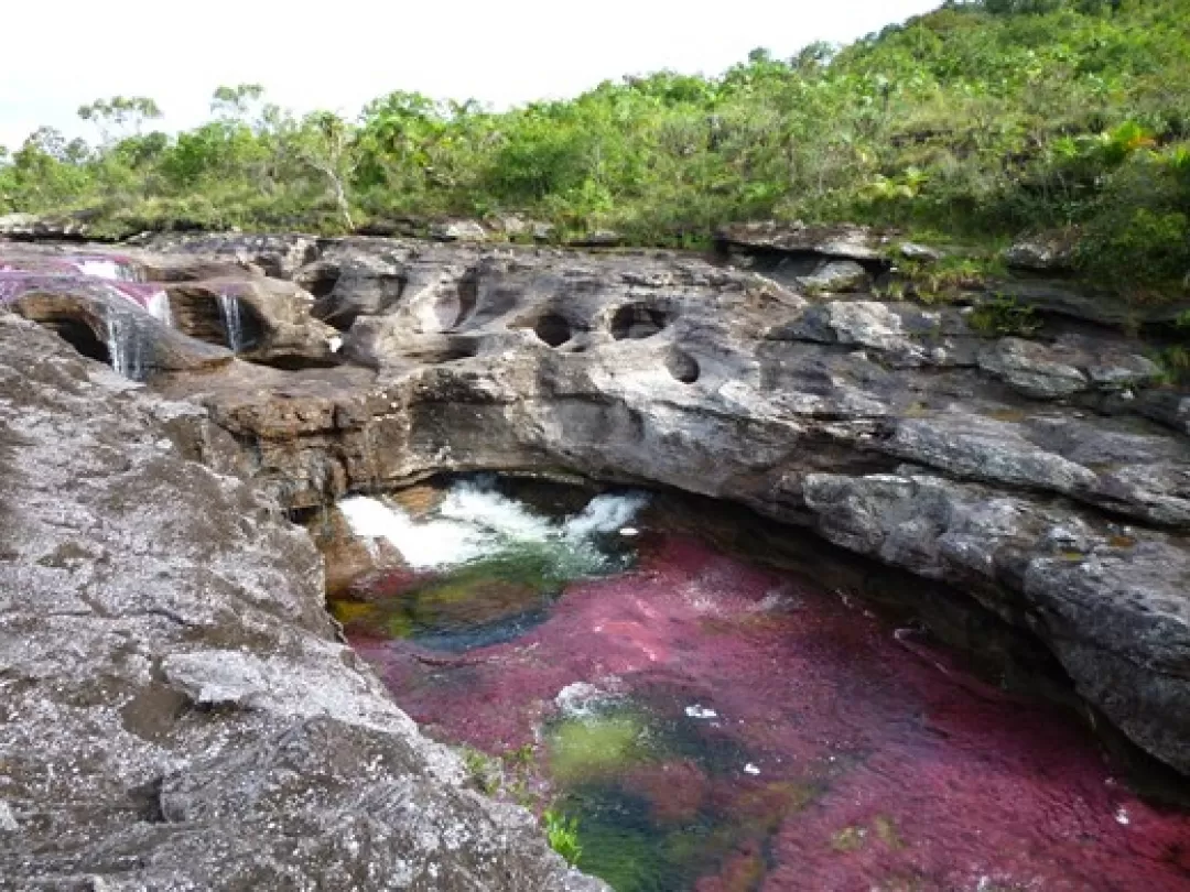 Para preservar su flora Caño Cristales se cerrará al público desde el 15 de Diciembre de 2014 hasta el 14 de junio de 2015.