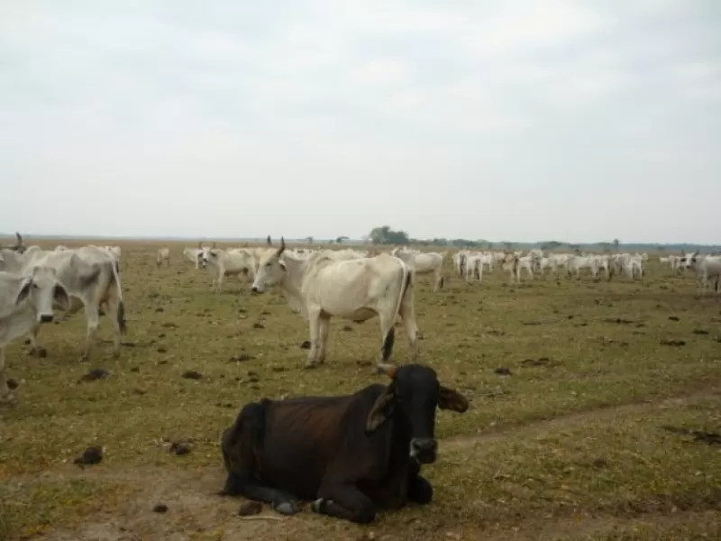 En Casanare buscan declarar la raza de ganado criollo casanareño como patrimonio genético del Departamento, con el fin de salvar de la extinción a la raza de ganado criollo.