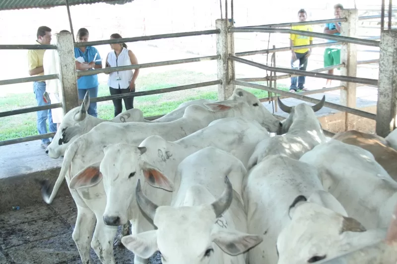 Invima permitió la reapertura del matadero de Yopal. La Administración municipal invirtió de 300 millones de pesos en las adecuaciones necesarias para su optima operación.