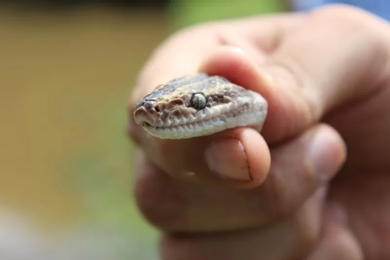 En San Luis de Palenque, Casanare, fueron liberados por la Corporación Autónoma Regional de la Orinoquia - Corporinoquia, varias especies de fauna silvestre que estaba en  cautiverio.