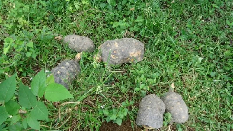 Liberado por Corporinoquia en San Luis de Palenque, Casanare