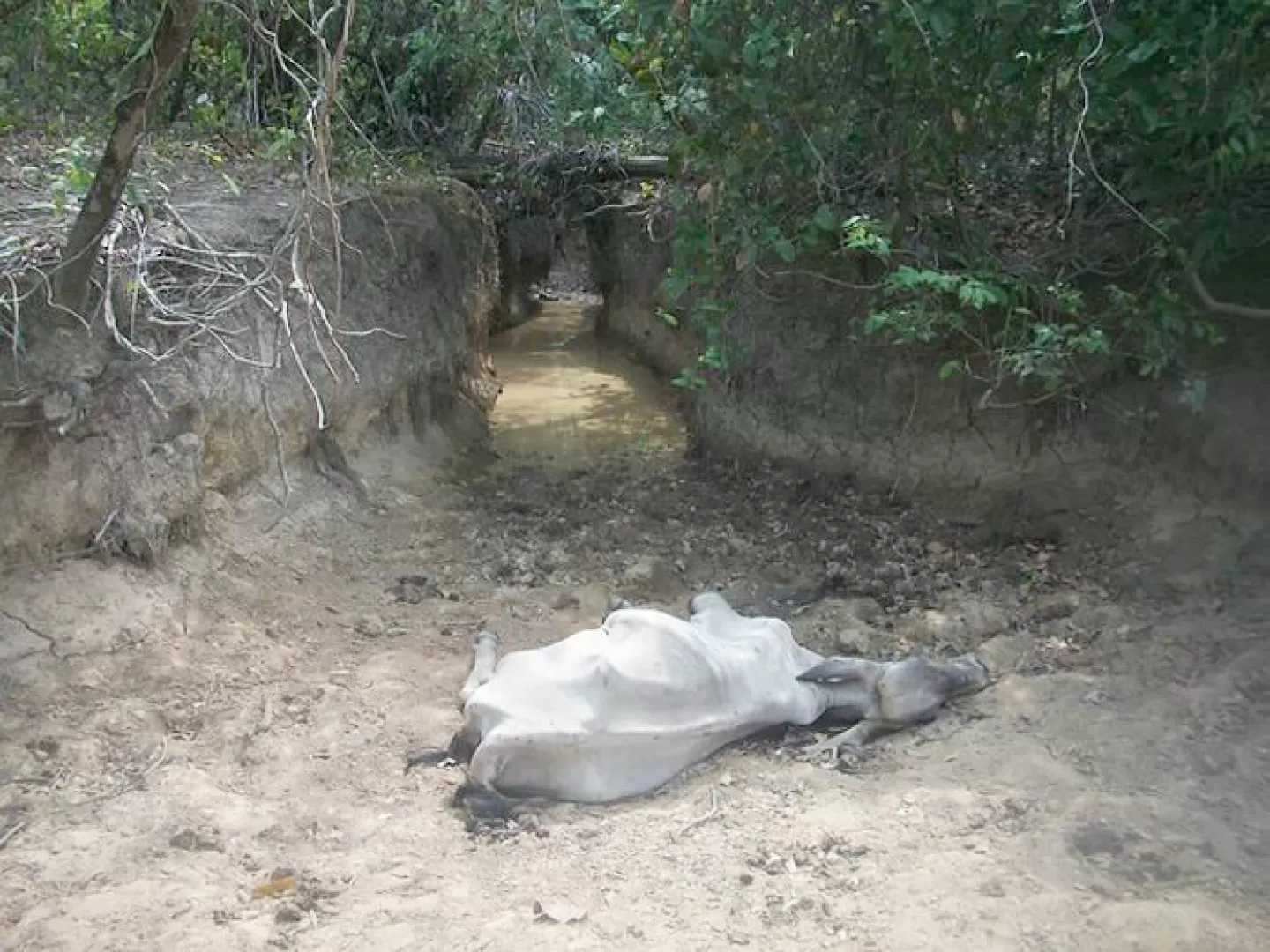 Con la declaratoria de emergencia ambiental se espera hacer frente a los efectos devastadores en la fauna silvestre ocasionados por la fuerte sequía que azota al departamento de Casanare.