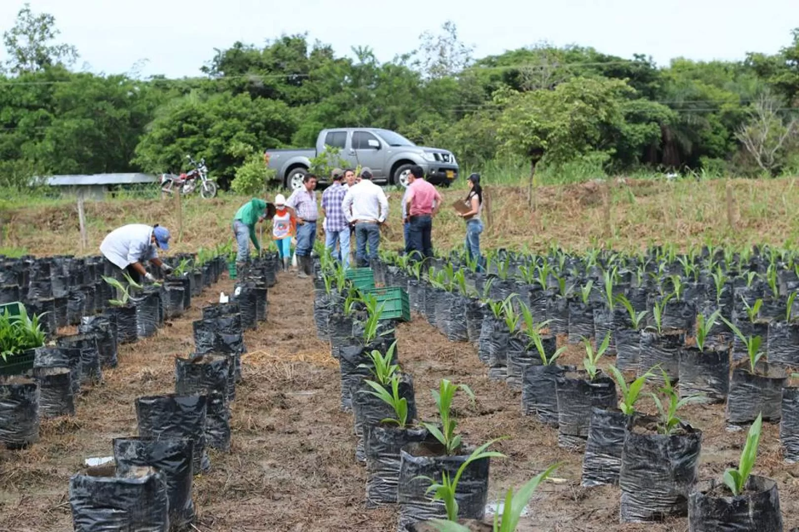 60 mil plántulas siembran en Tauramena, Casanare.