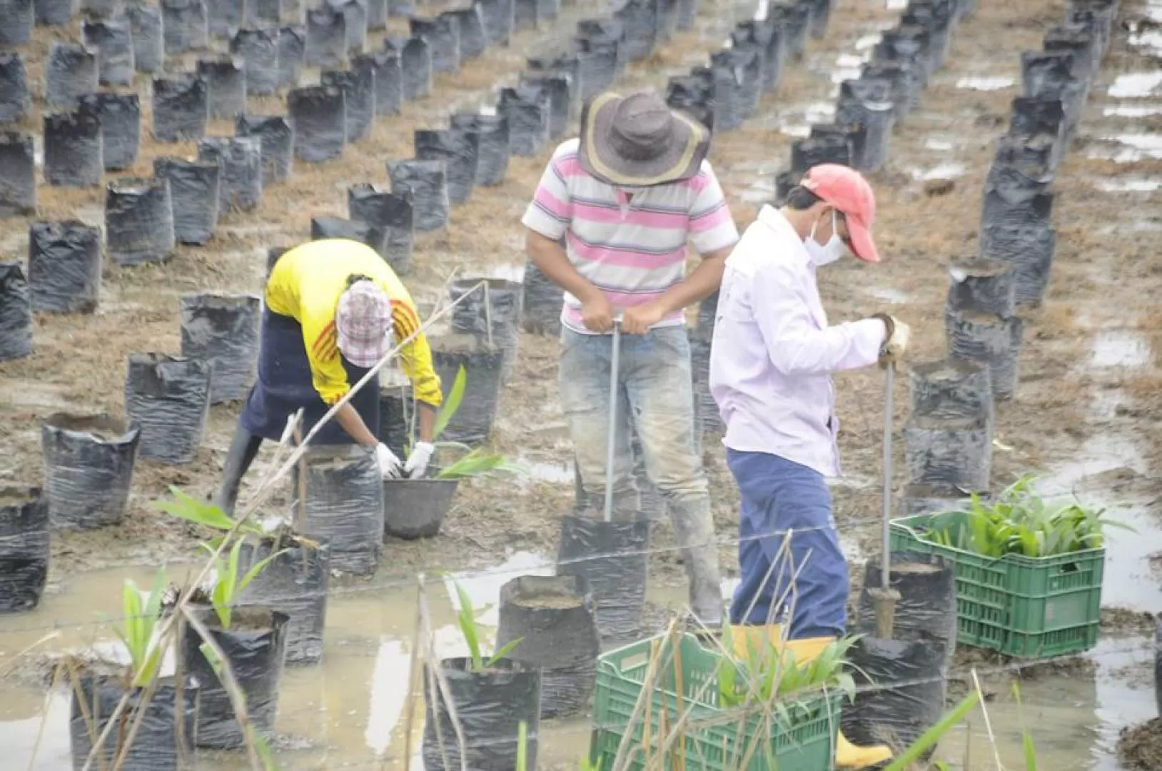 30 pequeños y medianos productores se beneficiaran de la siembra.